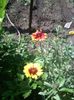 gaillardia