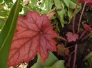 heuchera berry smoothie