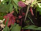 heuchera berry smoothie