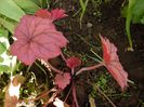 heuchera berry smoothie