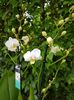Phalaenopsis Sogo Popcorn - 55 lei