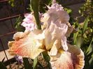 Iris Owyhee Desert
