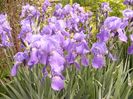 Iris Pallida Dalmatica