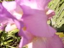 Iris Amethyst Flame