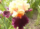 Iris Ocelo