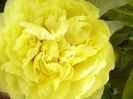 Paeonia Yellow Crown-itoh-