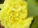 Paeonia itoh Yellow Crown