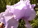 Iris Pacific Mist