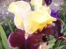 Iris Finalist