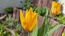 lalele multiflora Shogun 2017-04-14 (3)
