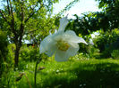 Aquilegia McKana White