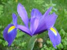 Iris hollandica Blue Magic