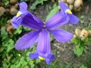 Iris hollandica Blue Magic