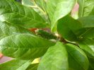 Magnolia stellata, fruct