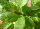Magnolia stellata, fruct