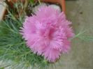 Garofite (Dianthus chinensis)