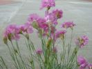 Garofite (Dianthus chinensis)