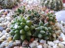 Mammillaria polythele cv. Stachellos & Mammillaria polythele ssp. obconella