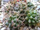 Mammillaria polythele cv. Stachellos & M. polythele ssp. obconella & M. polythele variegata