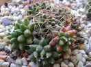 Mammillaria polythele cv. Stachellos & Mammillaria polythele ssp. obconella