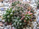 Mammillaria polythele cv. Stachellos & Mammillaria polythele ssp. obconella