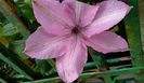 clematis Bieszczady , prima floare :))