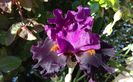 Black magic woman, prima inflorire, plantat 2016 :))