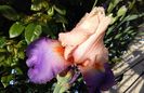 Poem of Extasy, prima inflorire, plantat 2016 :))