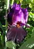 Im Back, prima inflorire, plantat 2017 :))