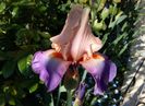 Poem of Extasy