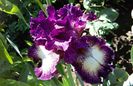 select circle, prima inflorire, plantat 2015 :))
