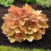 heuchera caramel