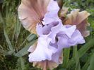 Iris Imprimis