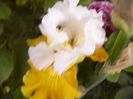 Iris Tour de France
