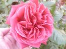 Rosa Teracote