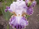 Iris Vapor