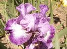 Iris Broadband