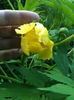Paeonia lutea var. ludlowii