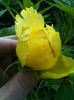 Paeonia lutea var. ludlowii
