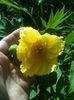 Paeonia lutea var. ludlowii