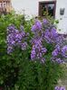hesperis matronalis liliac nemtesc