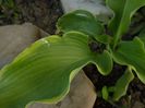 hosta fortunei hyacinthina