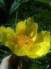 Paeonia lutea var. ludlowii