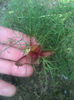 Paeonia tenuifolia