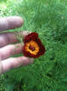 Paeonia tenuifolia