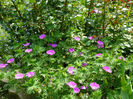 Geranium Vision Pink