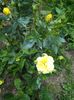 Friesia