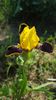 Bumble Bee