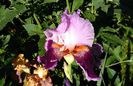 Armageddon, prima inforire, plantat 2015 :))