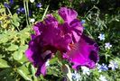 Who's a toff , prima inflorire,plantat 2016 :))